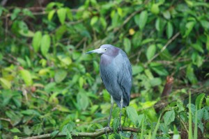 heron bleu cendre COSTA RICA