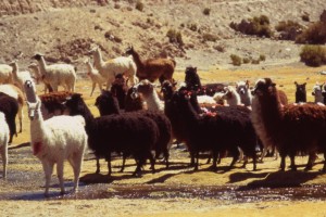 lamas et alpagas