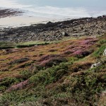 lande colorée CROZON