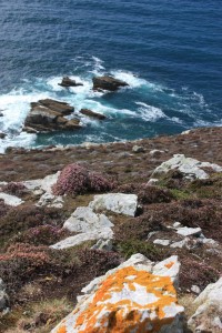 lande +lichens à CROZON