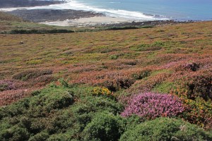 lande sauvage CROZON