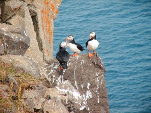 macareux ISLANDE