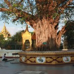 pagode SHWEDAGON Bodhi sacré