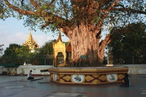 pagode SHWEDAGON Bodhi sacré