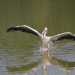 pelican-atterissage