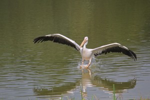 pelican-atterissage