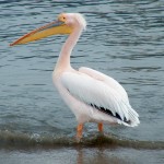 pelican occidental