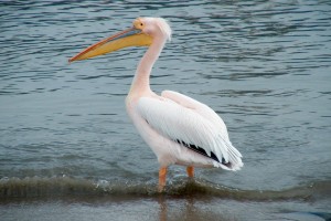 pelican occidental