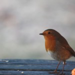 rouge gorge pret à l envol