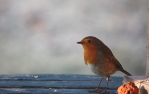 rouge gorge pret à l envol