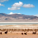 salar de HUASCO lamas