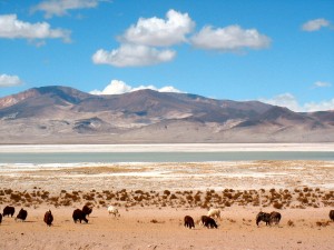 salar de HUASCO lamas