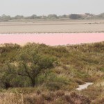 salines de Salin de Giraud#2