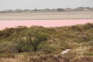 salines de Salin de Giraud#2