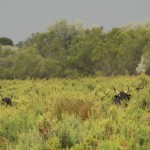 têtes de taureaux