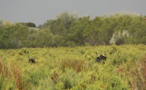 têtes de taureaux