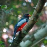 trogon de massena COSTA RICA