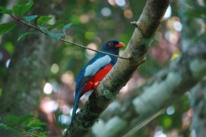 trogon de massena COSTA RICA