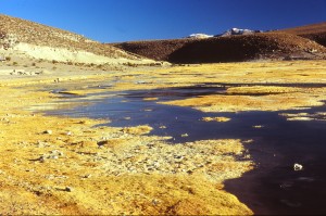 vallée ESCONDIDO bofedale