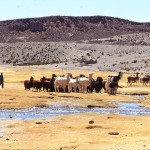 vallée ESCONDIDO troupeau lamas