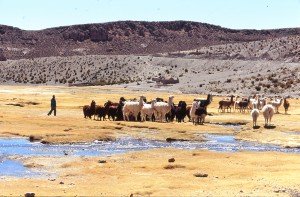 vallée ESCONDIDO troupeau lamas