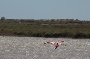 vol flamants CAMARGUE