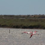 vol flamants CAMARGUE