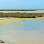 étang de Formelet CAMARGUE