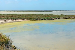 étang de Formelet CAMARGUE