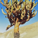 CACTUS CANDELABRE