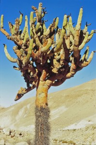 CACTUS CANDELABRE