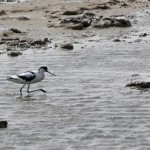 Avocette CAMARGUE