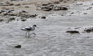 Avocette CAMARGUE