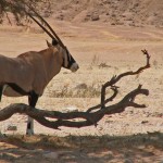 ORYX à l ombre