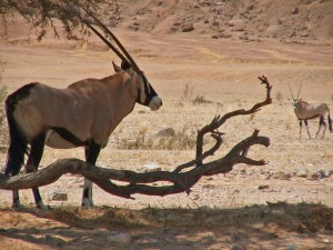 ORYX à l ombre