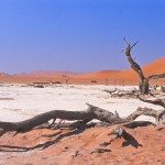 SOSSUSVLEI arbres morts_