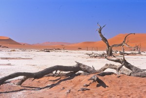 SOSSUSVLEI arbres morts_