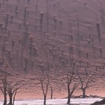 SOSSUSVLEI dunes contre jour