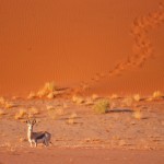 SOSSUSVLEI impala#2