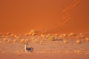 SOSSUSVLEI impala#2