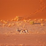 SOSSUSVLEI impala