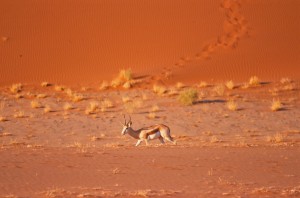 SOSSUSVLEI impala