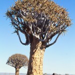 aloe dichotoma KOKERBOOM