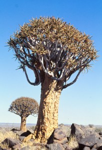 aloe dichotoma KOKERBOOM