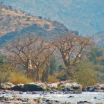 baobabs à EPUPA
