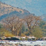 baobabs à EPUPA