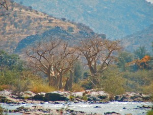 baobabs à EPUPA