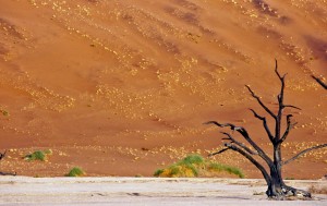 dunes SOSSUSVLEI #2