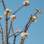 Pachypodium en fleur