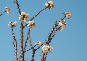 Pachypodium en fleur